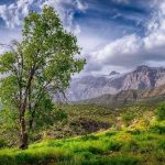 MENTÎQA TORÊ/MIDYADÊ Û KURD